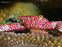 trapezia rufopunctata with eggs by Alex Varani 